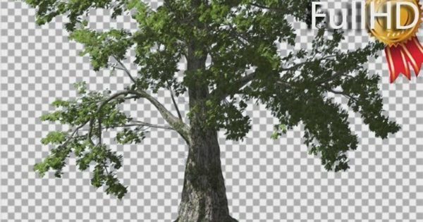 风中摇曳的黄樟树影片素材 Sassafras Tree is Swaying at The Wind Green Tree