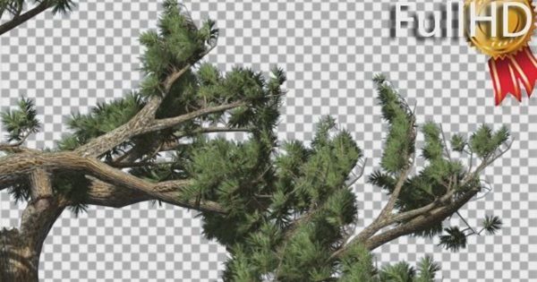 风中摇曳倾斜的松树影片素材 Jeffrey Pine Pinus Jeffreyi Leaned Swaying Branch