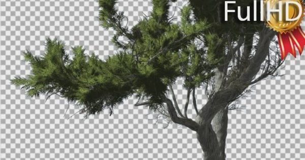 蒙特雷柏树影片素材 Monterey Cypress Curved Trunk and Branches