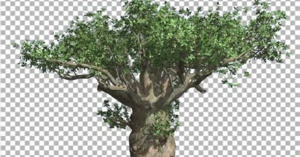 风中摇曳马达加斯加猴面包树影片素材 Madagascan Baobab Tree Cut of Chroma Key Tree on