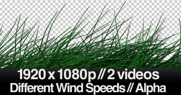 逼真风吹绿草草地大洋岛精选视频素材 2 Realistic Grass Blowing Videos – Windy  – ALPHA