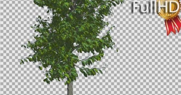 风中摇曳的薄叶绿树大洋岛精选视频素材 Sourwood Thin Tree is Swaying at The Wind Bright
