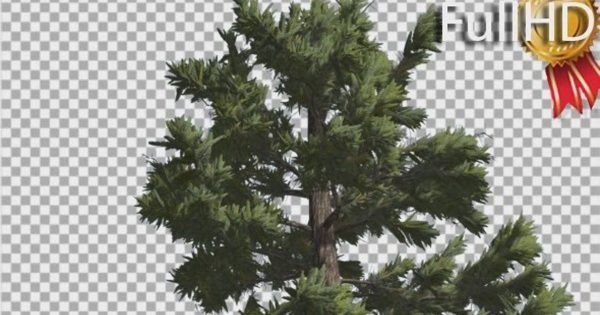 风中摇曳的道格拉斯冷杉树大洋岛精选视频素材 Douglas Fir Top of Tall Tree Branches on a Top
