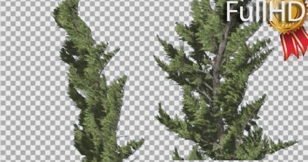 风中摇曳的杜松树&针叶树大洋岛精选视频素材 Hollywood Juniper Two Trees Close Up Coniferous