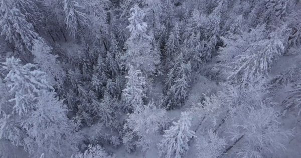 冬季大雪冻结的树林大洋岛精选视频素材 Tops of Trees in Snow