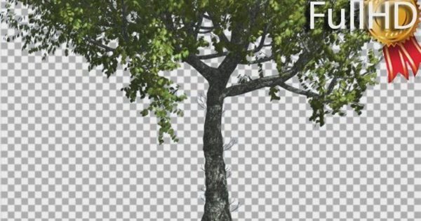 风中摇曳的红橡树大洋岛精选视频素材 Red Oak Tree Trunk And Crown With Green Leaves