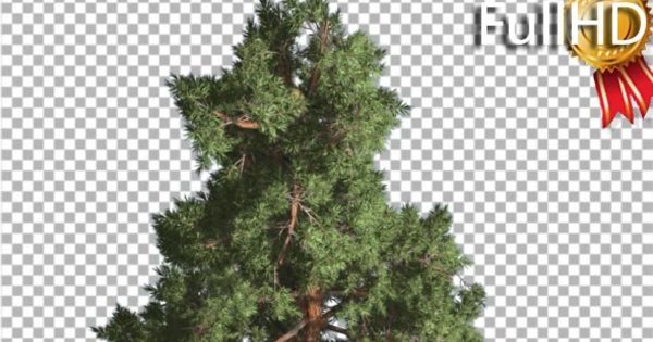 风中摇曳的苏格兰松树大洋岛精选视频素材 Top of Tree Scots Pine Coniferous Evergreen Tree