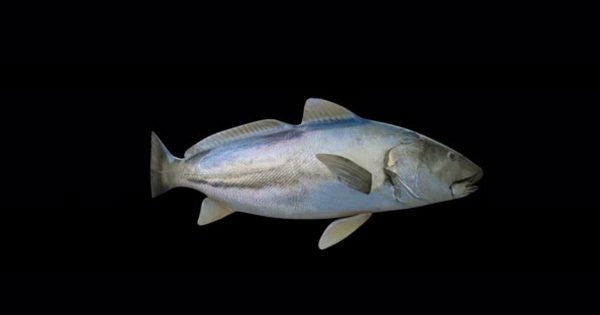 4K高清逼真海鱼大洋岛精选视频素材 4K Realistic Fish