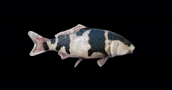 4K高清黑色锦鲤大洋岛精选视频素材 4K Black Koi