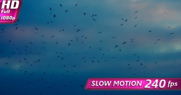 鸟儿天空翱翔大洋岛精选视频素材 Birds Circling in the Twilight