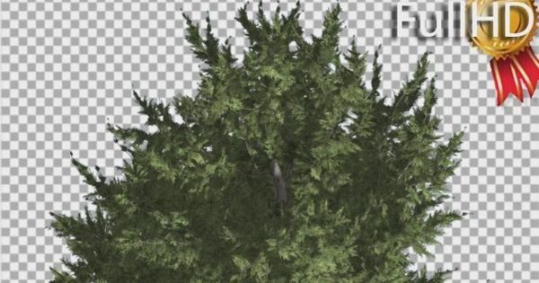 风中摇曳的刺柏树大洋岛精选视频素材 Hollywood Juniper Branchy Tree Crown Top of Tree