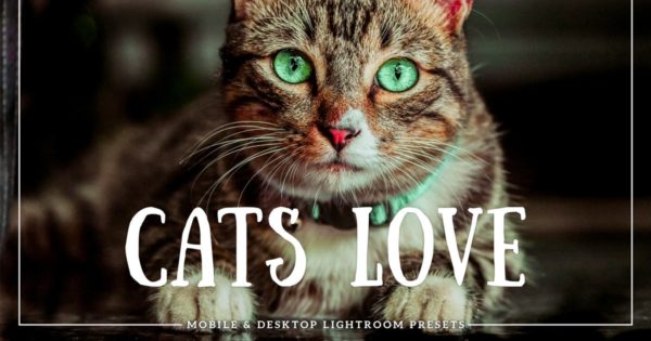 铲屎官必备-猫咪摄影后期处理Lightroom调色预设 Cats Love Mobile & Desktop Lightroom Presets