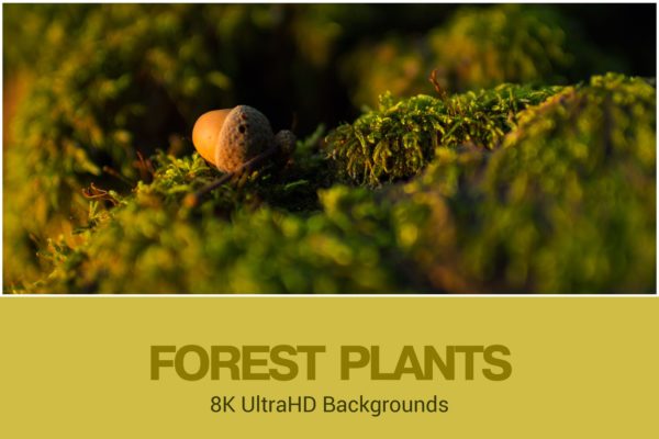 8K超高清森林植物背景图素材 8K UltraHD Forest Plants Backgrounds Set