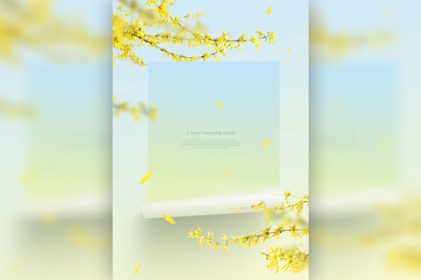 迎春花-春天花卉主题海报/贺卡/信纸设计psd素材