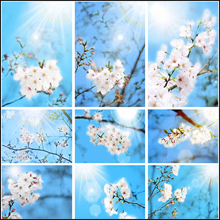 20款春季阳光照耀樱花背景PSD分层模板