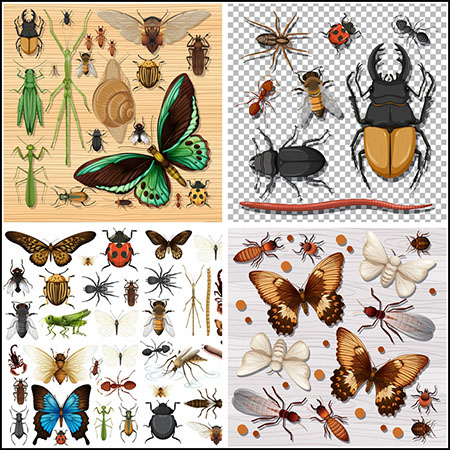 4套蝴蝶甲壳虫七星瓢虫飞蛾蟑螂等昆虫第一素材网矢量素材精选
