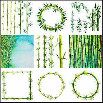 16款水彩竹子竹林矢量插画+PNG免抠图