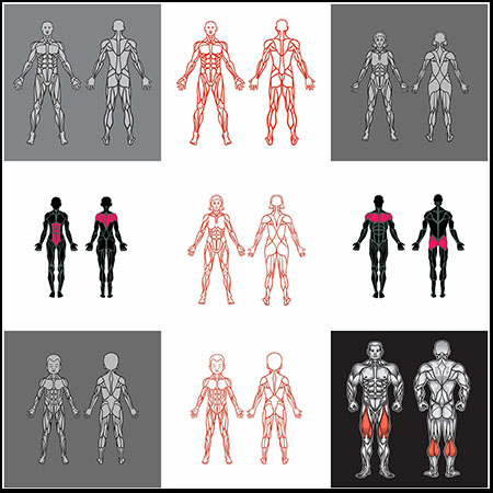 人物肌肉系统解剖学第一素材网矢量插图精选