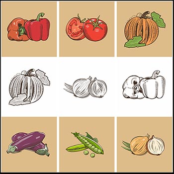 12款蔬菜第一素材网矢量素材精选