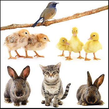 14款小猫 兔子 鸭子 小鸡等可爱家禽小动物第一素材网矢量素材精选