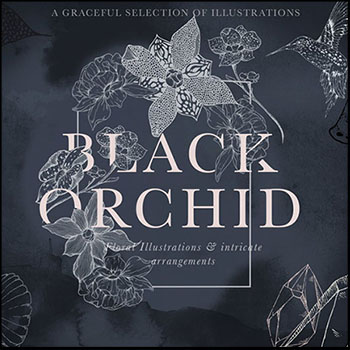 黑兰花花卉第一素材网矢量插图精选