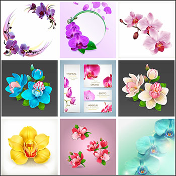 20款鲜艳的兰花花卉矢量插画