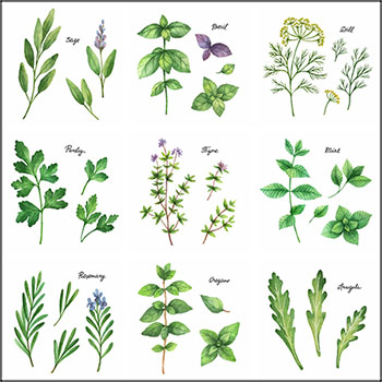 11款绿色水彩植物树叶树枝第一素材网矢量插图精选