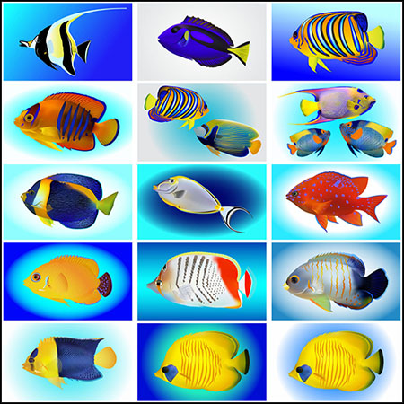 25款色彩斑斓的海鱼蚂蚁素材网矢量素材精选