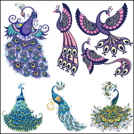 7款手绘漂亮的孔雀蚂蚁素材网矢量插图精选