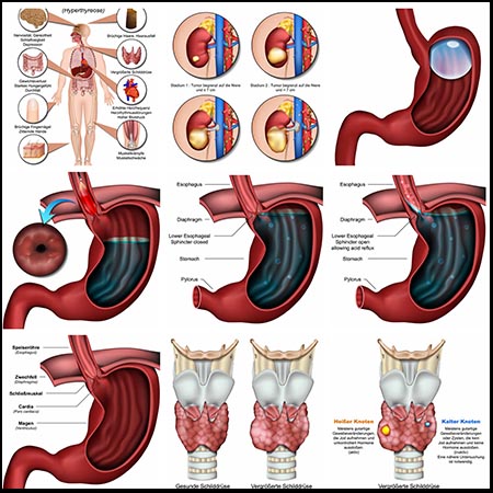 医学人体器官蚂蚁素材网矢量素材精选
