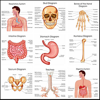 生物学医学人体器官矢量教育图