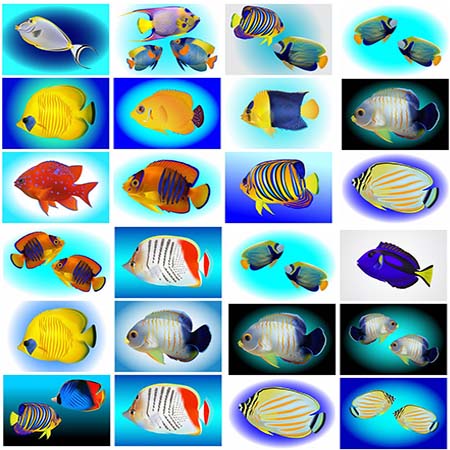 25款漂亮的海鱼蚂蚁素材网矢量素材精选