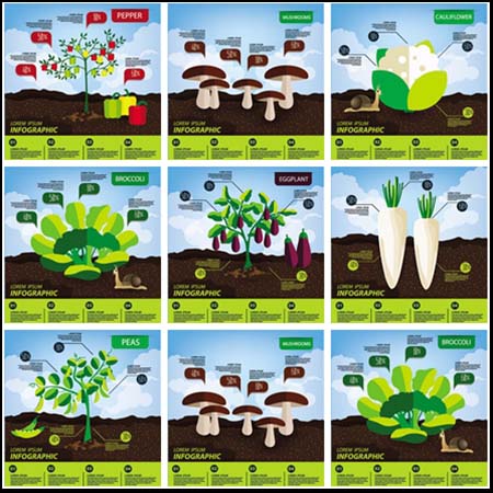 7款蔬菜插图信息图表素材