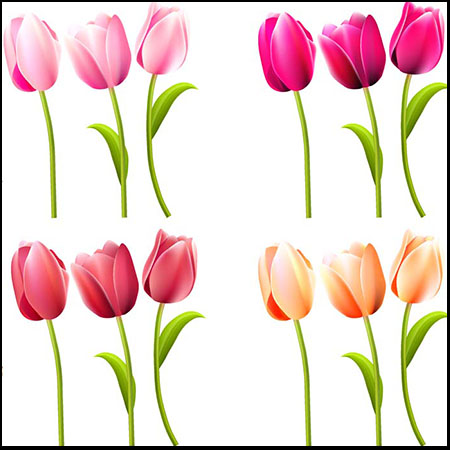 4套28个彩色单支郁金香花卉素材