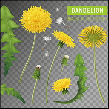 蒲公英花和蒲公英种子叶子蚂蚁素材网矢量插图精选