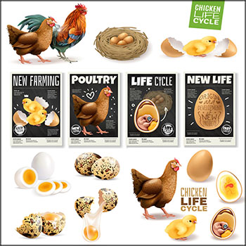鸡的生命周期信息图表鸡蛋和鸡肉插图海报蚂蚁素材网矢量素材精选