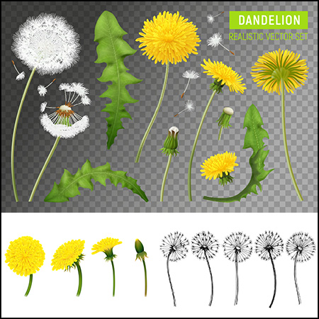 蒲公英花叶子和飘动的蒲公英种子蚂蚁素材网矢量插图精选